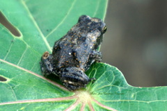 Rhinella