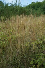 Phleum phleoides