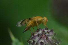 Xyphosia miliaria