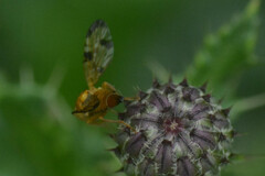 Xyphosia miliaria