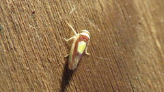 Colladonus clitellarius