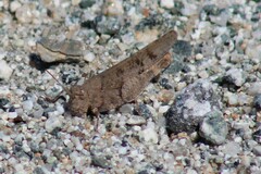 Trimerotropis occidentalis