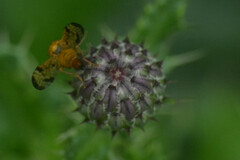 Xyphosia miliaria