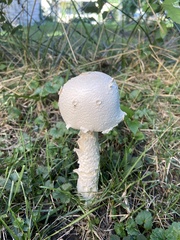 Hypomyces hyalinus