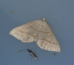 Scotopteryx
