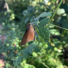 Asbolis capucinus
