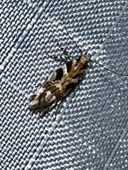 Aristotelia roseosuffusella