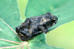 Rhinella