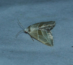 Plagiomimicus mimica