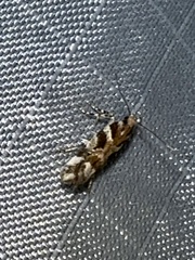 Aristotelia roseosuffusella