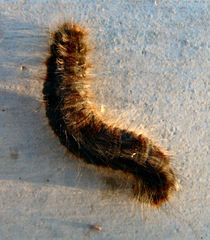 Gloveria arizonensis