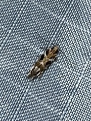 Aristotelia roseosuffusella