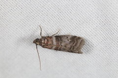 Sciota uvinella