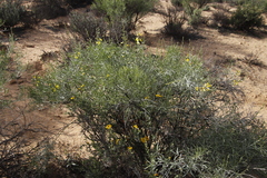 Calobota