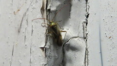 Adelphocoris lineolatus