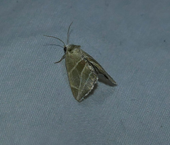 Plagiomimicus mimica
