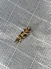 Aristotelia roseosuffusella