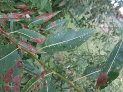 Salix amygdaloides