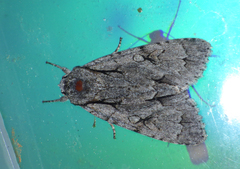 Acronicta psi