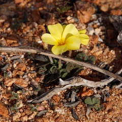 Oxalis obtusa