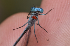 Arrenurus