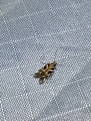 Aristotelia roseosuffusella