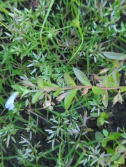 Lindernia dubia