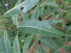 Salix amygdaloides