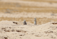 Xerospermophilus tereticaudus