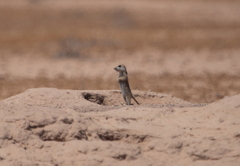 Xerospermophilus tereticaudus