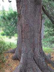 Pinus cembra