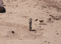 Xerospermophilus tereticaudus