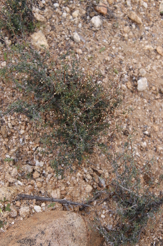 Pale Spookasem (Pharnaceum albens)
