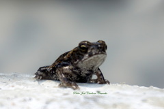 Rhinella