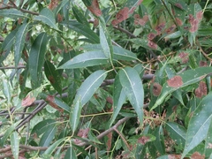 Salix amygdaloides