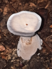 Hydnellum caeruleum