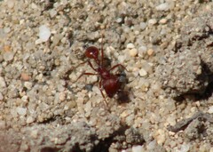 Pogonomyrmex californicus