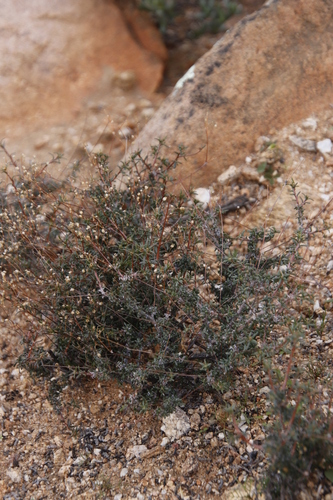 Image of Pharnaceum albens by (c) Tony Rebelo, some rights reserved (CC BY-SA)
