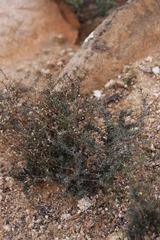 Pharnaceum albens