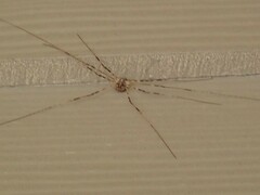 Leptobunus