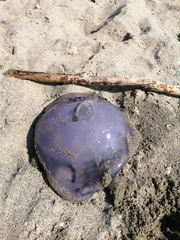 Rhizostoma pulmo