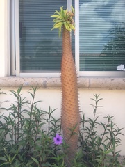 Pachypodium