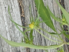 Bidens connata