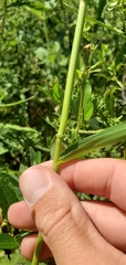 Leersia