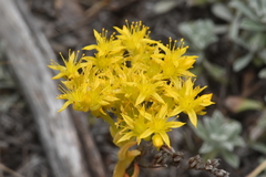 Sedum lanceolatum