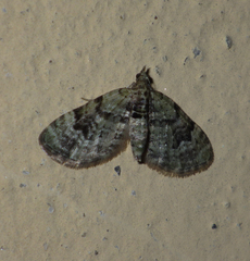 Chloroclystis v-ata
