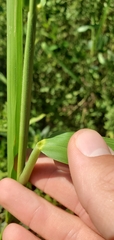 Leersia