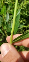 Leersia