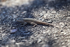 Sceloporus