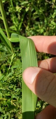 Leersia
